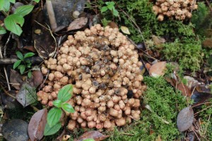 Cameron Highlands-048